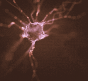 Neuron (IMAGE)