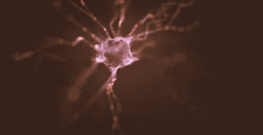 Neuron (IMAGE)