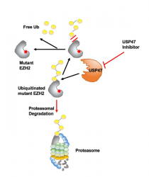 Study identifies new therapeutic target for haematologic malignancies 