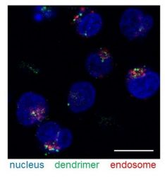 Image showing microscopic photo ofDendrimers in T cells.ic image of 