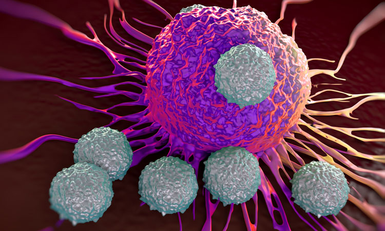 CD4 immune response