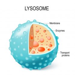 Structure of a lysosome