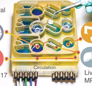 Organs-on-a-chip