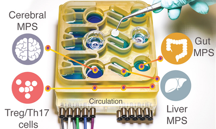 Organs-on-a-chip