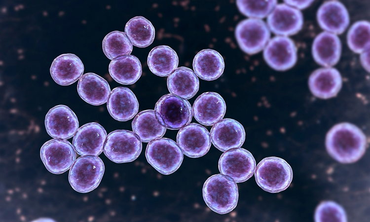 Staphylococcus aureus- An Overview - Microbe Notes