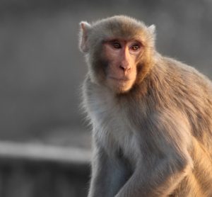Rhesus macaque - Alzheimer's model