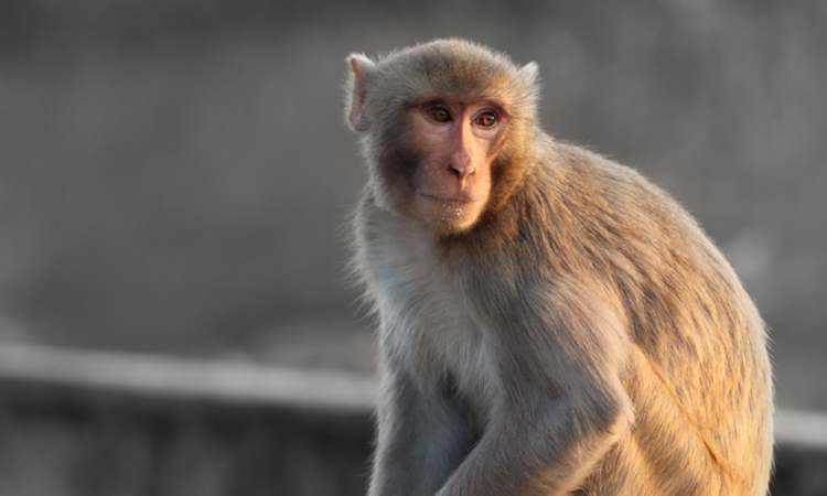 Rhesus macaque - Alzheimer's model