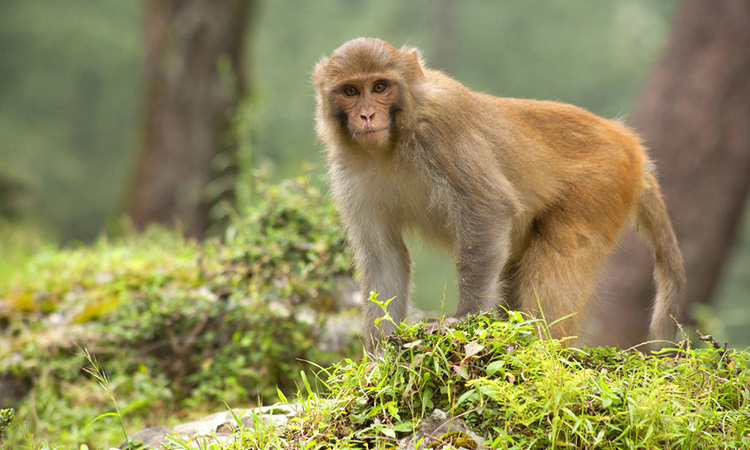 Rhesus macaque