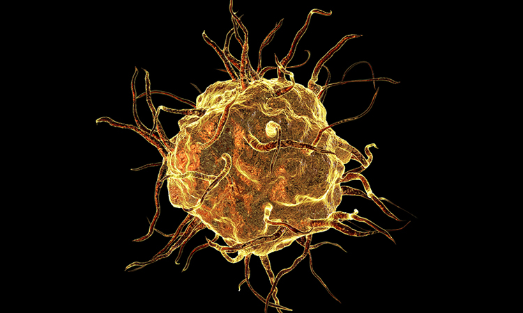 Macrophage