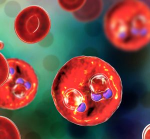 Calls with malaria parasite