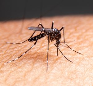 Malaria mosquito