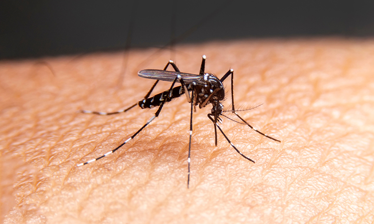 Malaria mosquito