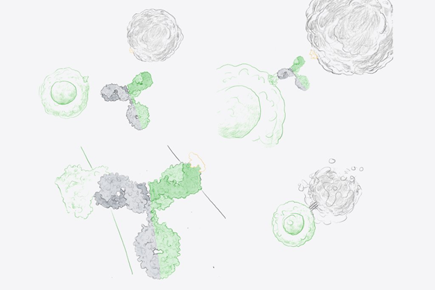 Image to show mechanism of action of bispecific antibodies in redirecting immune cells to target cancer cells. The illustration depicts bispecific antibodies simultaneously binding to a tumor cell and an immune cell, facilitating close contact between the two. 