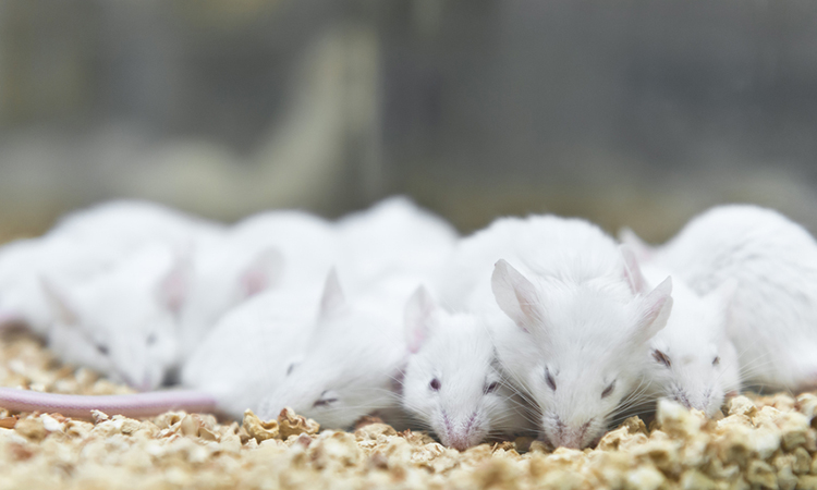 Mice with damage to spinal cords and brains
