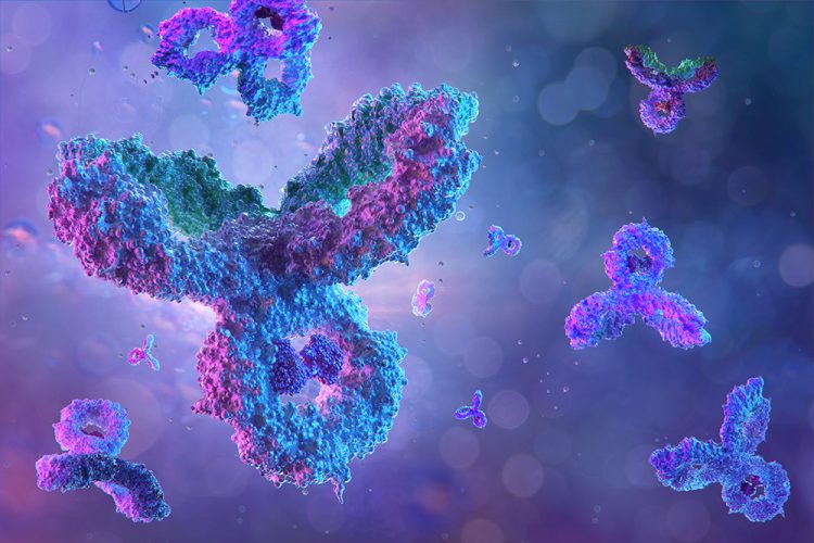 antibodies in blue on a purple background