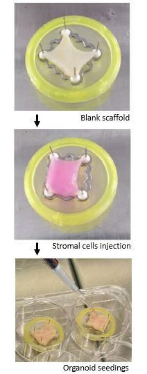 Intestinal organoids