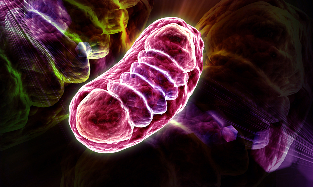 mitochondrial