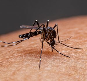 Mosquito protein