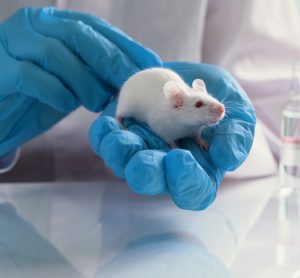 Mouse in lab with stress