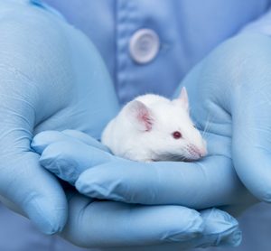 Study of mouse with flow cytometry