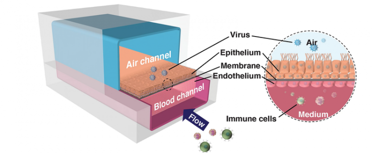 Airway-on-a-chip