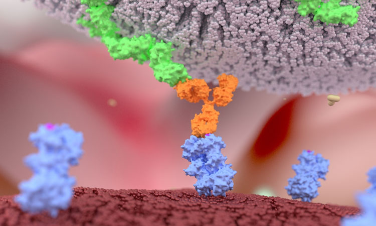 NK cells malaria