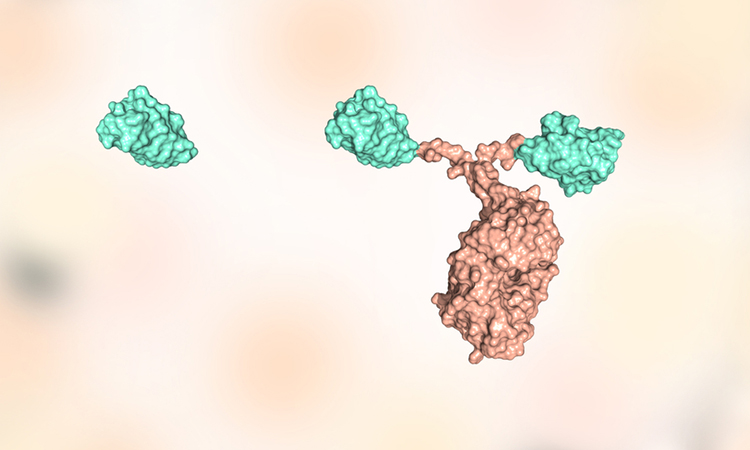 Nanobody to combat SARS-CoV-2