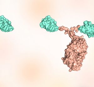 Nanobody to treat SARS-CoV-2