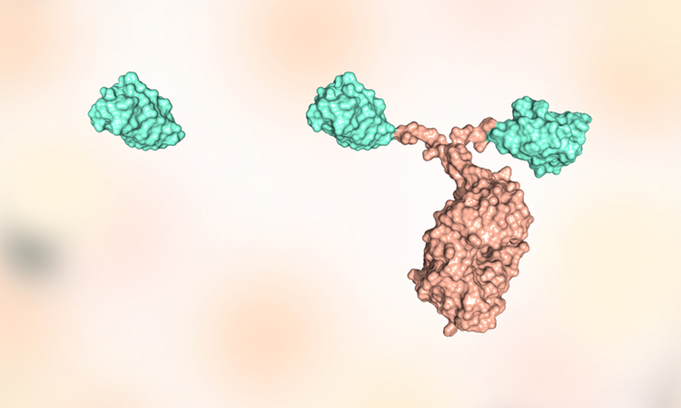 Nanobody to treat SARS-CoV-2