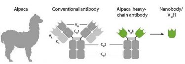 Digram comparing the structures of human antibodies, alpaca heavy chain antibodies and nanobodies [Credit: ChromoTek].