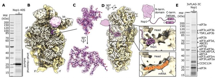 Nsp1 protein bound to ribosomes Figure 1 Cryo-EM structures of Nsp1-bound ribosomal complexes. (A) SDS-PAGE analysis of reconstituted Nsp1-40S complexes, Nsp1 is labeled with an asterisk. (B) Reconstituted Nsp1-40S structure with Nsp1 in pink and ribosomal RNA and proteins in yellow. Additional density between uS3 and h16 assigned to the N-terminal fold of Nsp1. bk, beak; pf, platform; lf, left foot; rf, right foot. (C) C-terminal helix 1 and 2 of Nsp1 with corresponding density. (D) Cross-section of the 40S highlighting the central position of Nsp1 within the mRNA tunnel. The putative position of the N-terminal domain of Nsp1 is schematically indicated [models based on PDB-2HSX (21) and PDB-6Y0G (47)]. (E) SDS-PAGE analysis of Nsp1-ribosomal complexes affinity purified from HEK293T cells. Proteins identified in the cryo-EM structures were labeled according to mass spectrometry analysis [Credit: Thoms, M. et al].