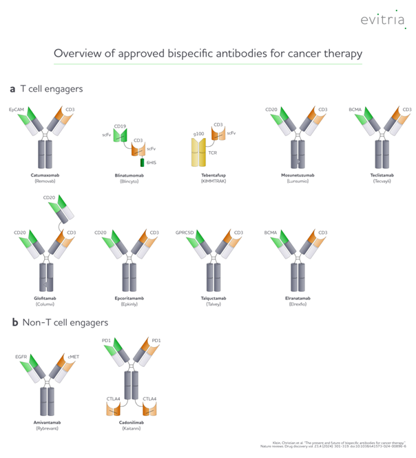 Overview of approved bispecific antibodies for cancer therapy. 
