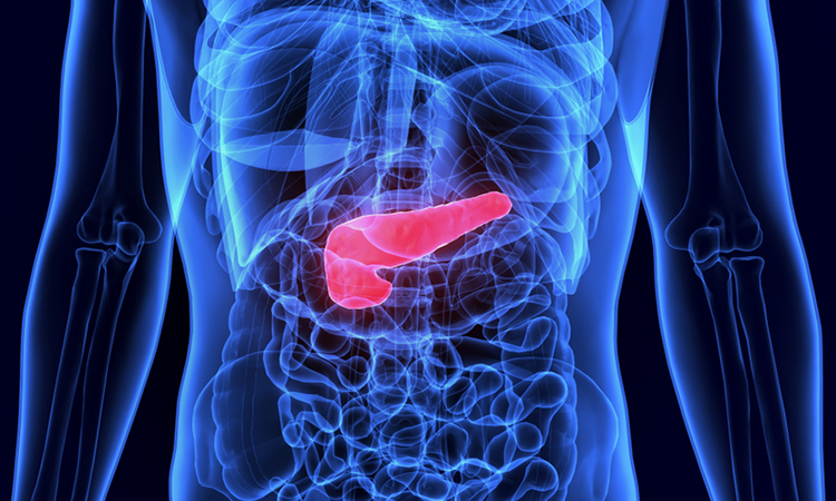 Human Pancreas