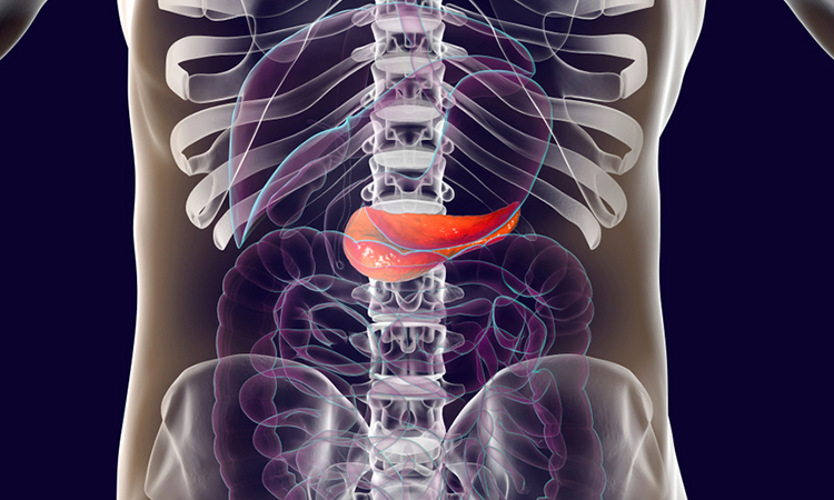 Pancreas and tumours