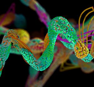 Peptide