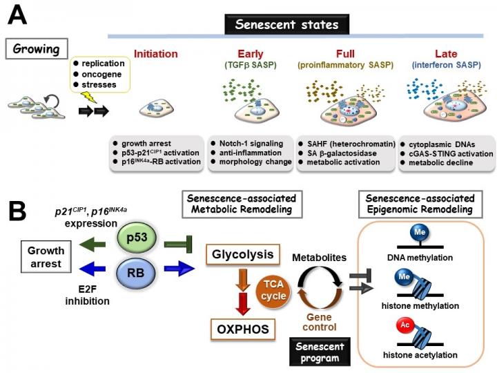 There are at least four states of cellular senescence based on the characteristics of the senescence-associated secretory phenotype (SASP): (1) initiation (growth arrest), (2) early (anti-inflammatory), (3) full (increased inflammation and metabolism), and (4) late (decreased inflammation and metabolism). Coordination between intracellular metabolism and epigenomic remodeling shapes the phenotypic variation of cellular senescence [Credit: Professor Mitsuyoshi Nakao].
