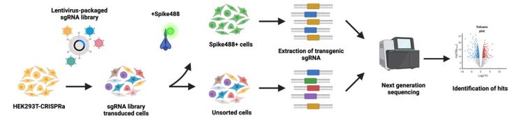 CRISPR screen