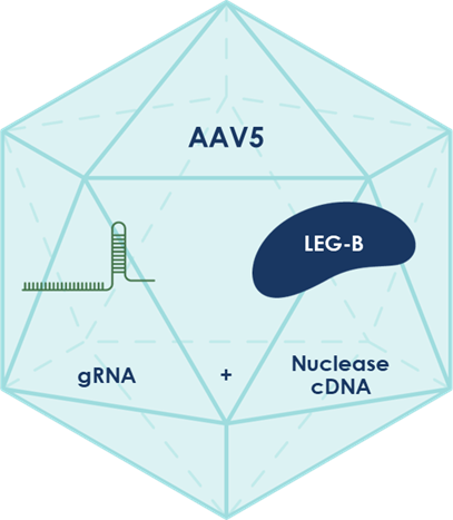 Figure 2: LETI-101 is a complete gene editing system with Life Edit’s proprietary, compact LEG-B nuclease, packaged in an AAV5 vector for all-in-one delivery to the brain.