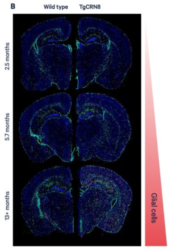 . Xenium analysis of WT and TgCRND8 mice across multiple
time points showing enrichment of activated glial cells with age; green = disease-associated astrocytes; pink = disease-associated microglial cells