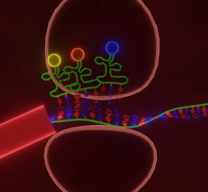 Ribosomes and muscle wasting
