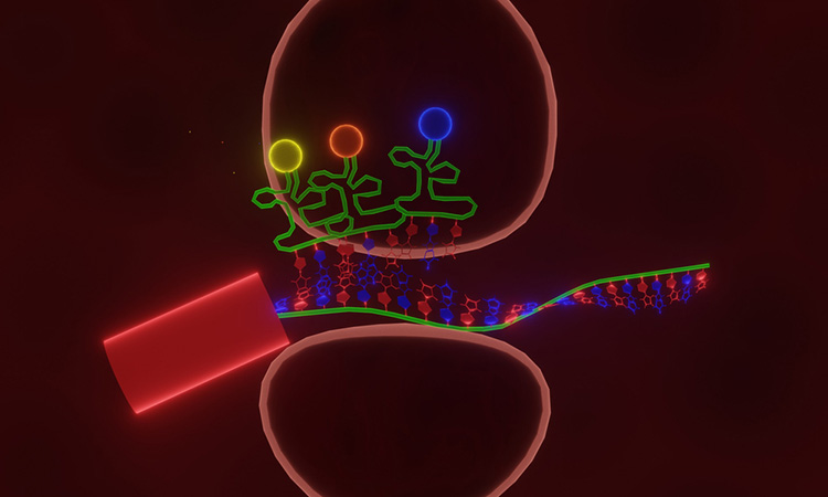 Ribosomes and muscle wasting