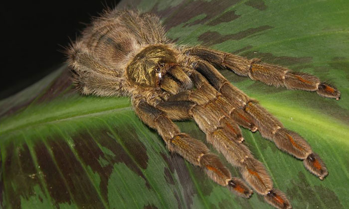 Figure 1: Psalmopoeus cambridgei on a banana leaf