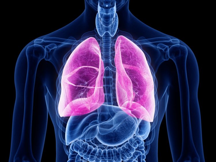 Human torso outlined in blue with lungs highlighted in pink - idea of pulmonary diseases, like lung fibrosis