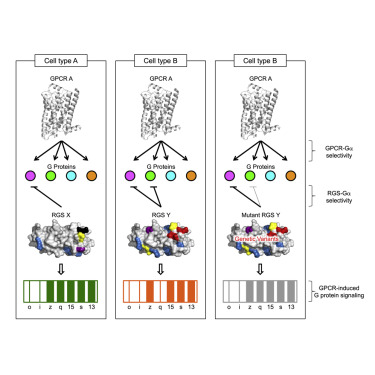 Diagram showing how RGS barcode variability changes the selectivity of the proteins [Credit: Martemyanov et al.].