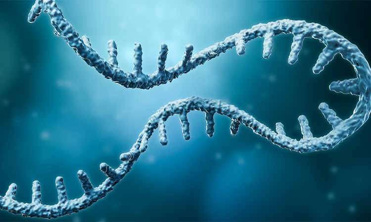 Messenger RNA or mRNA strand 3D rendering illustration with copy space. Genetics, science, medical research, genome replication concepts.