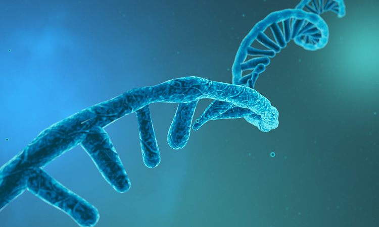 RNA visualisation