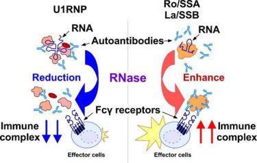 RNase