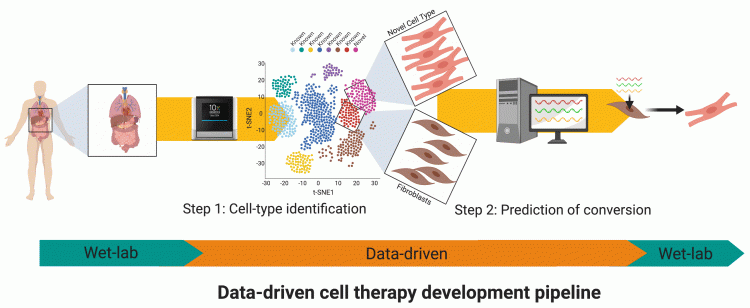 Figure 2: The data-driven pipeline aims to streamline the process of solving combinatorial problems in stem cell biology. This everincreasing pipeline can already find new rare cell types from single-cell data and then predict how to generate them by differentiation or transdifferentiation. Increasingly, these tools will also be able to address other important issues such as what conditions can be used to maintain cells in vitro and how drug combinations can be chosen to correct disease-driven gene expression changes.