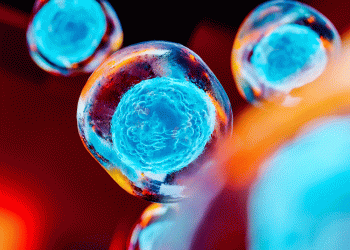 stem cells with blue nuclei on a red background