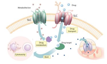 Relationships between SLCs and cytotoxic drugs in human cells uncovered